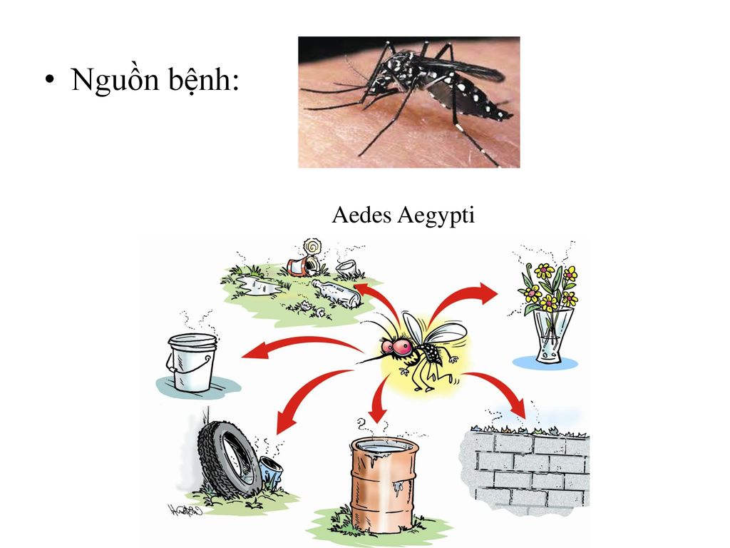 Nguồn bệnh: Aedes Aegypti