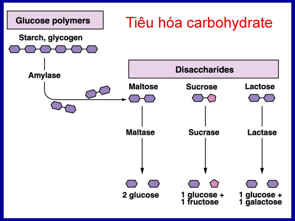 Tiêu hóa carbohydrate