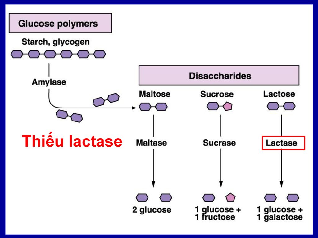 Thiếu lactase Thiếu lactase