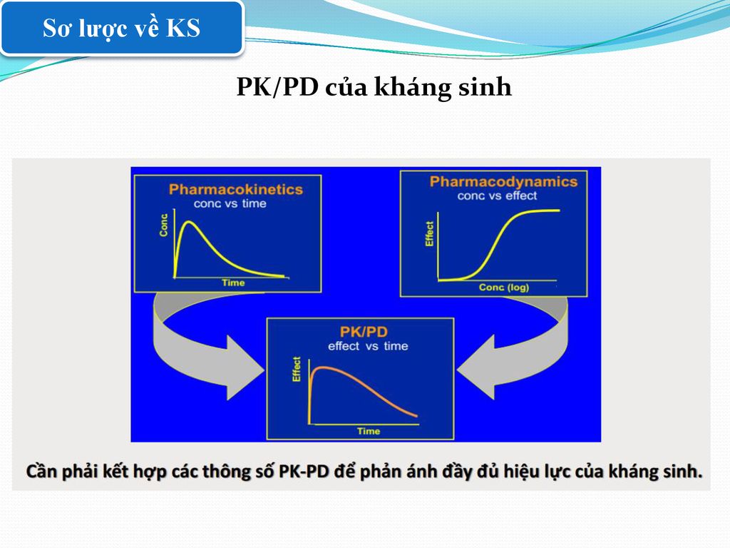 Sơ lược về KS PK/PD của kháng sinh
