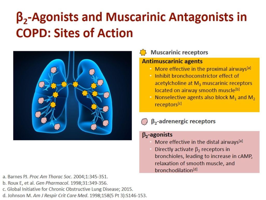β2-Agonists and Muscarinic Antagonists in COPD: Sites of Action