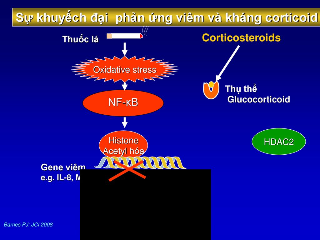 Sự khuyếch đại phản ứng viêm và kháng corticoid