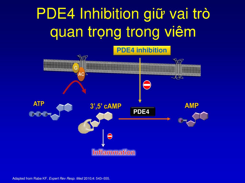 PDE4 Inhibition giữ vai trò quan trọng trong viêm