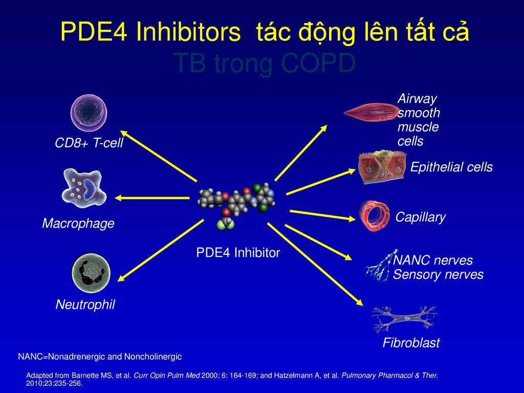 PDE4 Inhibitors tác động lên tất cả TB trong COPD