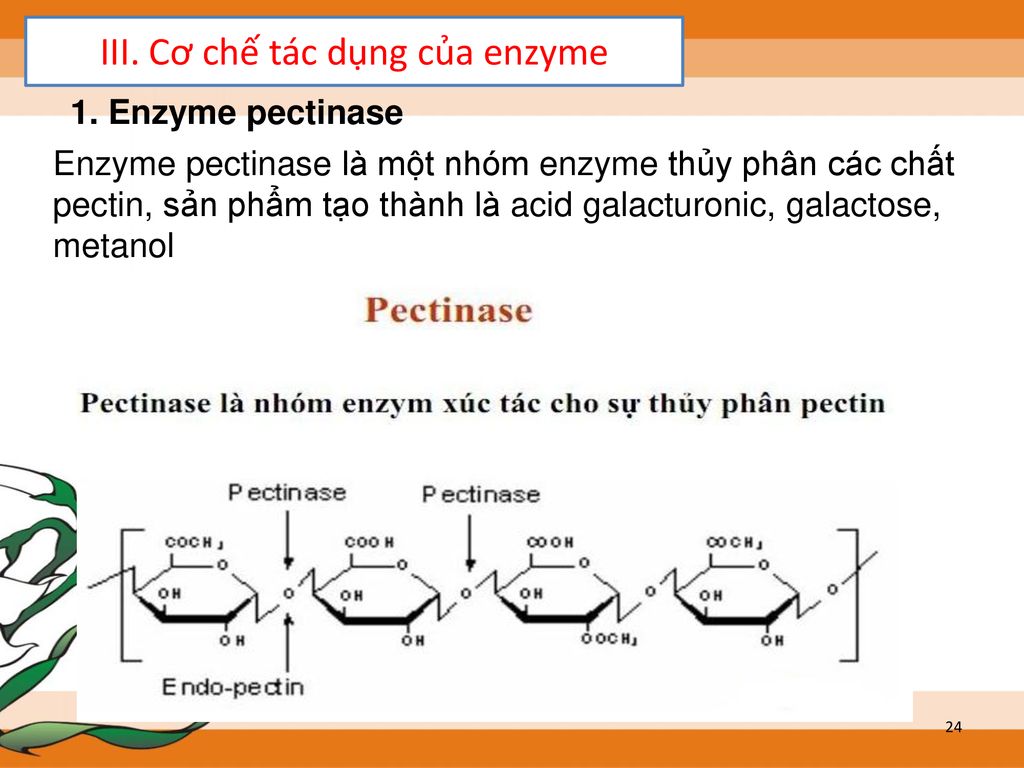 III. Cơ chế tác dụng của enzyme
