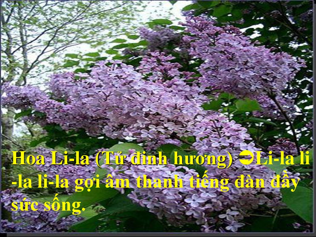Hoa Li-la (Tử đinh hương) Li-la li -la li-la gợi âm thanh tiếng đàn đầy sức sống.