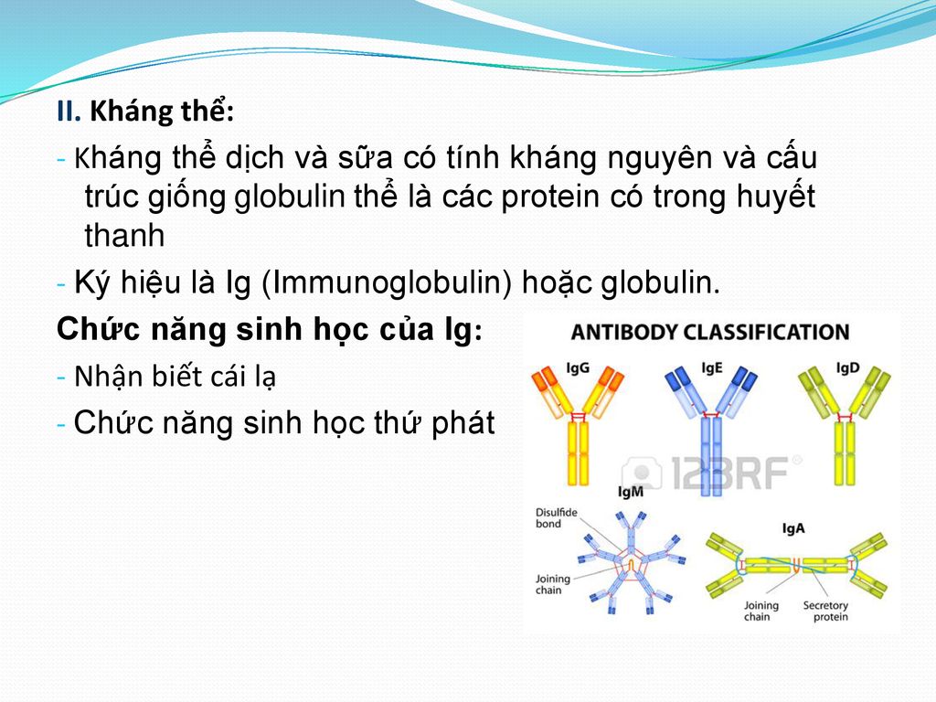 II. Kháng thể: - Kháng thể dịch và sữa có tính kháng nguyên và cấu trúc giống globulin thể là các protein có trong huyết thanh.