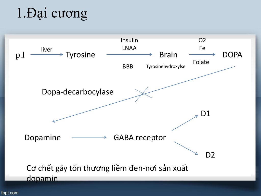 1.Đại cương p.l Tyrosine Brain DOPA Dopa-decarbocylase D1 Dopamine