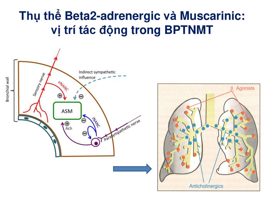 Thụ thể Beta2-adrenergic và Muscarinic: vị trí tác động trong BPTNMT